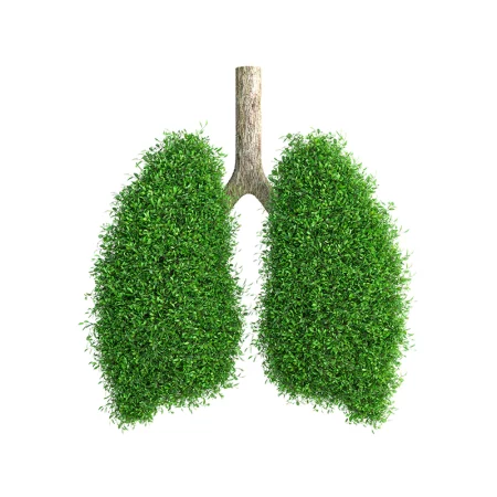 Comment désintoxiquer les poumons