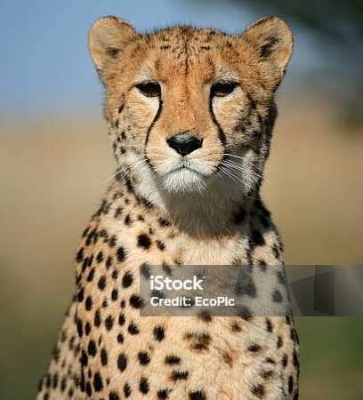 Quels animaux peut-on photographier lors d&rsquo;une sortie de photographie animaux sauvages ?