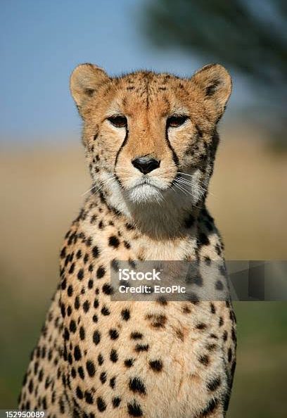 photographie animaux sauvages